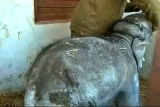 RESCUE BABY ELEPHANT SENT TO KAPILASH