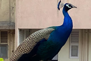 53 peacocks found dead, 26 injured in Rajasthan's Nagaur