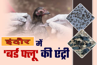 bird-flu-faund-in-indore