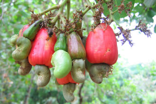 Revolution of orchard scheme in Sindhudurg