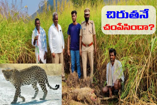 leopard in mahaboobnaga