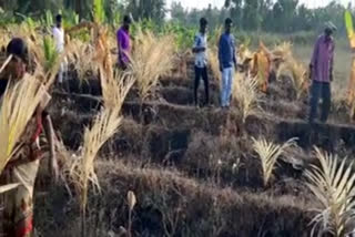 fire on areca nut trees in tumkur