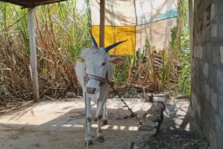 सांगली; इस्लामपूरातून दोन म्हशी आणि एक जर्सी गायीची चोरी