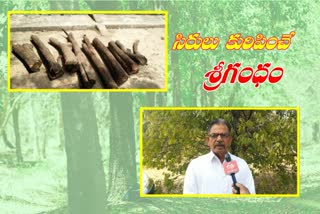 special-training-on-sandalwood-cultivation-at-doolapally-in-medchal-district