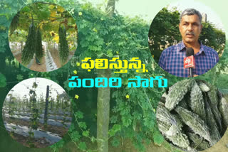 bitter guard  cultivation  farmer  in nalgonda district