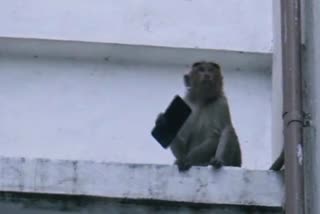சேலம் மாவட்ட ஆட்சியர் அலுவலர்கம் குரங்குகள் அட்டகாசம்  குரங்குகள்  குரங்குகள் அட்டகாசம்  The monkeys roared  monkey  Salem District Collector's Office Monkeys Attakasam