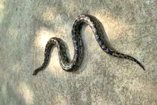 Python found in ranchi