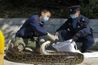 No snake soup for Hong Kong’s young snake catcher