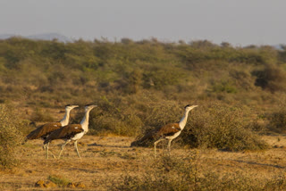 Migratory birds will be counted for three days in Terai Central Forest Division