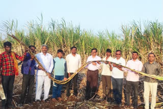 A new record from a farmer's by growing over 240 tons of 20 feet height sugarcane