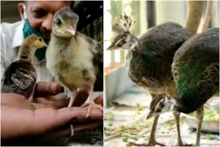 Orphaned peacock cubs can now fly  peacock kannur  peacock cubs can now fly  അനാഥരായ മയിൽ കുഞ്ഞുങ്ങൾക്ക് ഇനി പറക്കാം  മയിൽ കുഞ്ഞുങ്ങൾ  മയിൽ കുഞ്ഞുങ്ങൾ കണ്ണൂർ