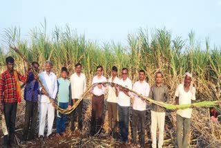 A new record from a farmer's by growing over 240 tons of 20 feet height sugarcane  20 അടി ഉയരമുള്ള 240 ടണ്‍ കരിമ്പ് വളര്‍ത്തി കര്‍ഷകന് റെക്കോഡ്  കര്‍ണാടക  ബെംഗളൂരു  ബെലഗാവി  240 tons of 20 feet height sugarcane  Karnataka