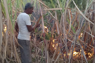 ಕಬ್ಬಿನ ಬೆಳೆಗೆ ಬೆಂಕಿ