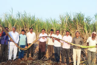 Karnataka:  A new record from a farmer's by growing over 240 tons of 20 feet height sugarcane