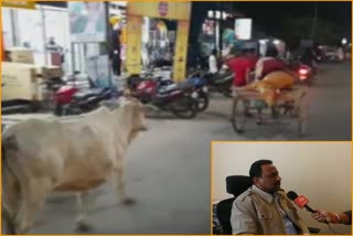 greater nagar nigam,  cow not called stray in jaipur