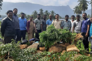 marijuana farming between chilli  farming land