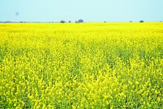 scientists-of-the-department-of-oilseeds-in-the-agricultural-college-told-about-the-diseases-of-farmers-early-and-late-mustard