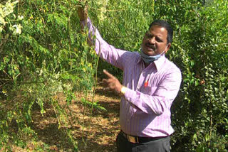 haveri farmer getting Profit from cultivation of medicinal plants