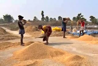 Tribals are selling 1000 quintals of paddy in khunti
