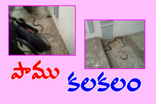 Snake in police station building