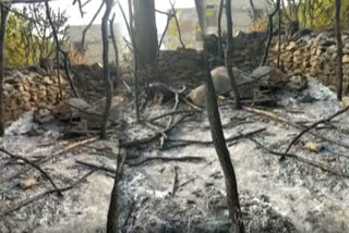 3 cattle burnt alive in rajasmand, Rajasthan Hindi News