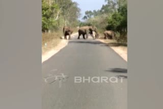 தாளவாடி அருகே வாகன ஓட்டிகளை துரத்திய காட்டுயானைகள்!