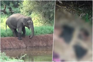 Farmer killed by elephant