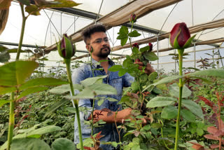 Rose cultivation