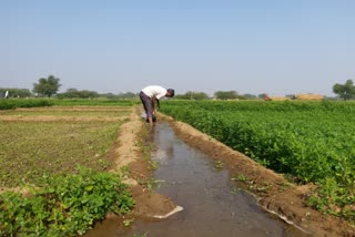 Bhilwara Agriculture Department, rabi crop in Bhilwara