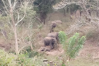 വയനാട് വന്യജീവി സങ്കേതത്തിൽ കുട്ടിയാന ചരിഞ്ഞു  കുട്ടിയാന ചരിഞ്ഞു  വയനാട് വന്യജീവി സങ്കേതം  Wayanad Wildlife Sanctuary  elephant death  Wayanad Wildlife Sanctuary elephant death