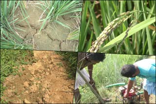 Threat to paddy cultivation in palakkadu  kanjirappuzha water  kanjirappuzha cultivation  കാഞ്ഞിരപ്പുഴയിലെ വെള്ളമെത്തിയില്ല  നെൽക്കൃഷിക്ക് ഭീഷണി  കാഞ്ഞിരപ്പുഴ അണക്കെട്ട്