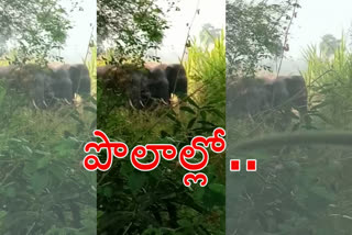 elephants roaming in paddy fields