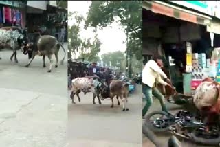 bikes damaged due to bulls fight, Terror of bulls on the road, Terror of bulls on the road in Bundi, सड़क पर सांडों का लड़ाई