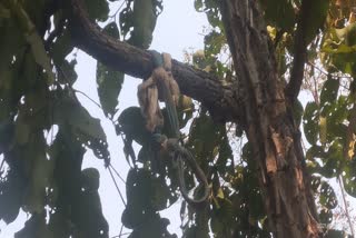 A skeleton found hanging on a tree