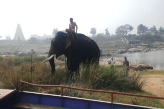 elephant combing in gangavath