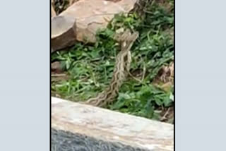 Two pythons swaying in kadapa district of Andhra Pradesh