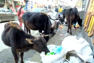 cattles Roaming on roads in solan