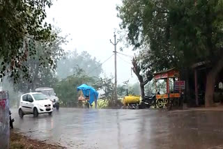 rains of Mavath in bharatpur, Farmers happy after rain in bharatpur,, Farmers happy after Mavath rain, मावठ की बारिश, भारतपुर में मावठ की बारिश