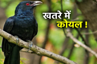 bird flu spreads in Cuckoo, bird flu alert in jhalawar