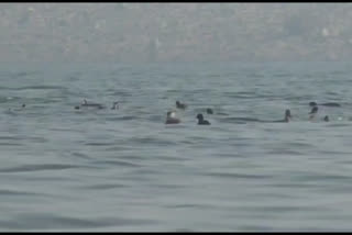 Bird counting starts in Odisha's Mayurbhanj