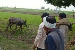 Two nilgai fell in the well