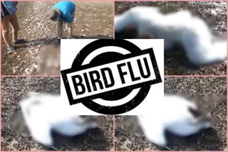 Alert issued after confirmation of bird flu in Himachal