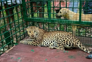 മൈലാംപാടത്ത് വനംവകുപ്പ് സ്ഥാപിച്ച കെണിയിൽ പുലി കുടുങ്ങി  പാലക്കാട്  മൈലാമ്പാടം പൊതുവപ്പാടം  The leopard trapped Mylampadam