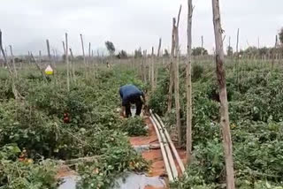 Destruction of tomato crop in Kuduregare village of Doddaballapura taluk