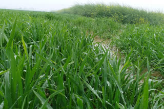 farmers happy due to rain in nuh