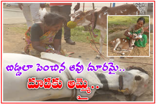 cow dead and balamma feed milk to Calf