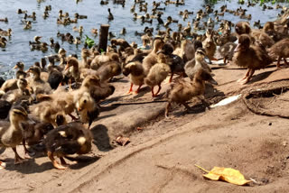 Bird flu  Health department  പക്ഷിപ്പനി  ആരോഗ്യ വകുപ്പ്  കേരള വാർത്ത  പക്ഷിപ്പനി വാർത്ത  Bird flu in kerala  Bird flu news