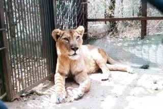 oldest lioness India of india, Lioness Begum death