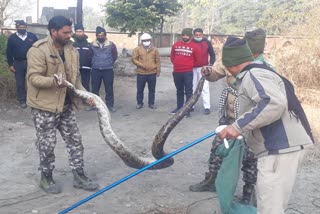 snake found in laksar haridwar