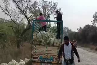 Valmik tambe cauliflower damage